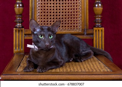 Havana Brown Cat Images Stock Photos Vectors Shutterstock