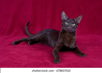 Oriental Shorthair Havana