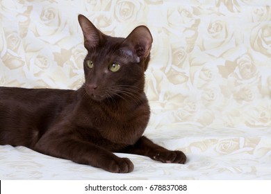 Havana Oriental Shorthair Images Stock Photos Vectors