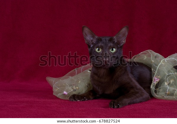 Oriental Shorthair Havana Stock Photo Edit Now 678827524