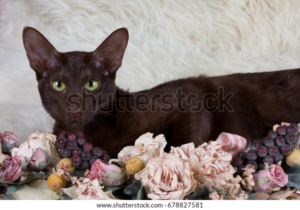 Oriental Shorthair Havana Stock Photo Edit Now 678827581