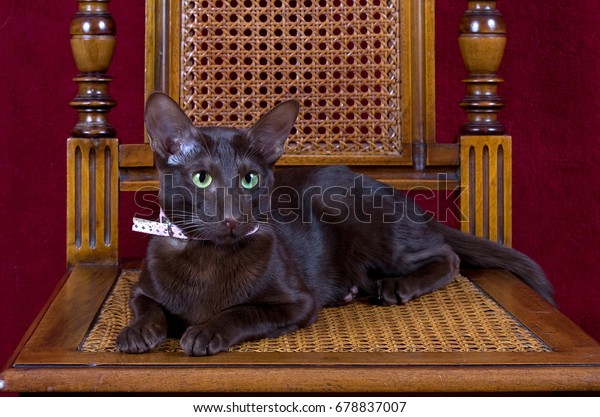 Oriental Shorthair Havana Animals Wildlife Stock Image