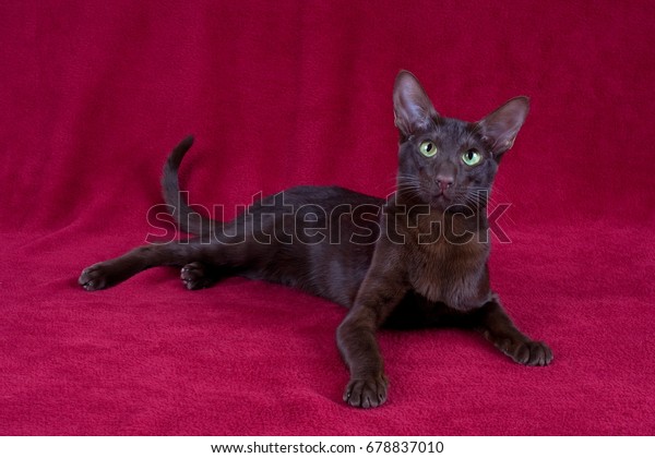 Oriental Shorthair Havana Stock Photo Edit Now 678837010