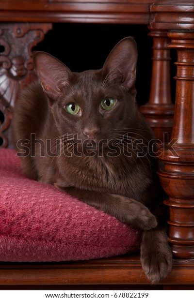 Oriental Shorthair Havana On Old Chair Stock Photo Edit Now