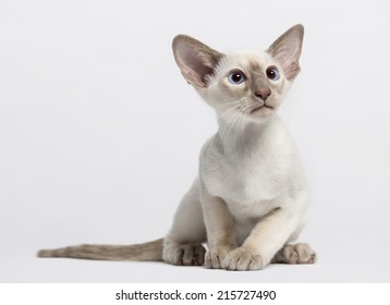 Oriental Shorthair Kitten