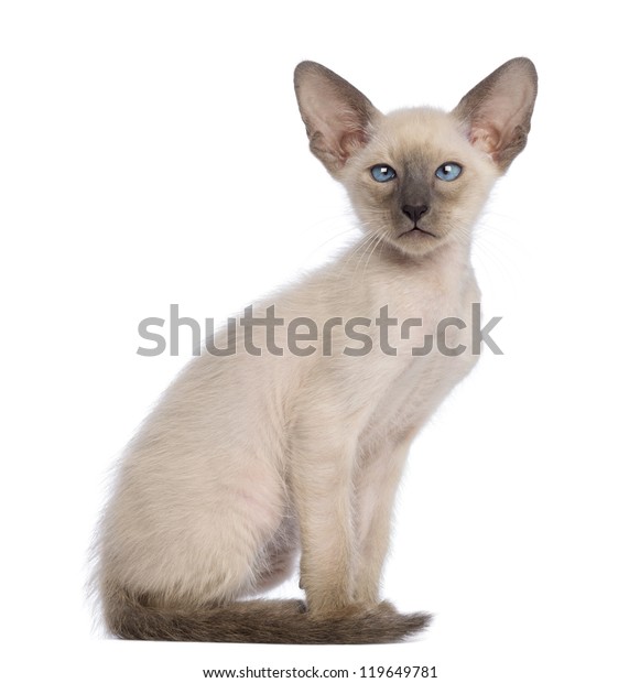 Oriental Shorthair Kitten 9 Weeks Old Stock Photo Edit Now 119649781