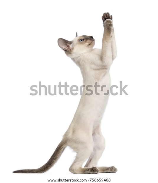 Oriental Shorthair Kitten 9 Weeks Old Stock Photo Edit Now 758659408