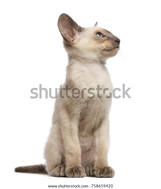 Oriental Shorthair Kitten 9 Weeks Old Stock Photo Edit Now 758659420