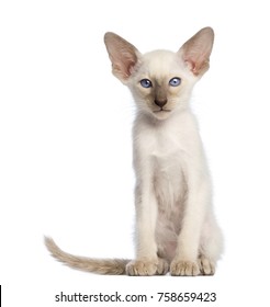 Oriental Shorthair Images Stock Photos Vectors Shutterstock