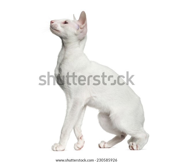 Oriental Shorthair Looking Isolated On White Stock Photo Edit Now