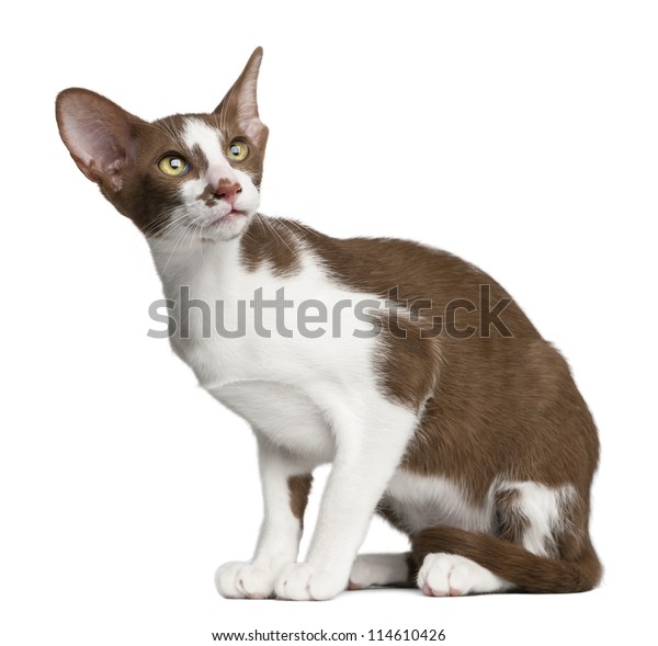 Oriental Shorthair Sitting Against White Background Royalty Free