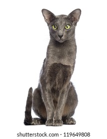 Oriental Shorthair Images Stock Photos Vectors Shutterstock