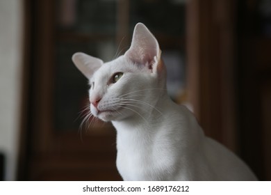 Oriental Shorthair White 