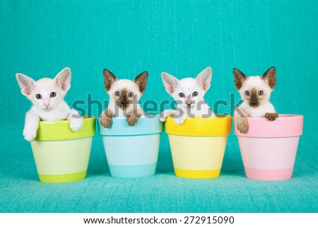 Oriental and Siamese kittens sitting inside pastel pots on blue background
