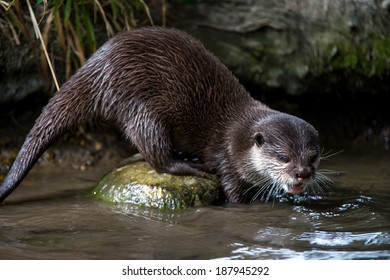 Oriental Small Clawed Otter perched on a stone in a stream/Otter/Oriental Small Clawed Otter - Shutterstock ID 187945292