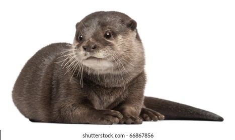 2,087 Otter isolated white background Images, Stock Photos & Vectors ...