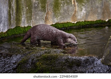 Oriental small-clawed otter, Aonyx cinereus, water mammal in the water, Kalkata, India. Urban wildlife in the town. Nature wildlife. Otter in the water, Asia.