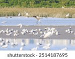 Oriental Stork Foraging in Wetland Mud, Mai Po Natural Reserve, Hong Kong