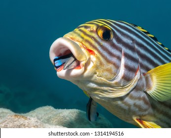 Oriental Sweet Lips And Blue Streak Cleaner Wrasse Demonstrating Marine Symbiosis