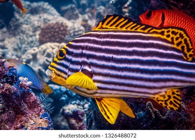 Oriental Sweet Lips And Blue Streak Cleaner Wrasse Demonstrating Marine Symbiosis