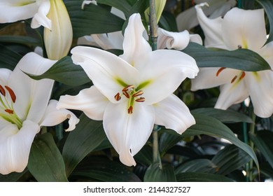 Oriental Trumpet Lily 
Lilium ‘Zambesi’ 