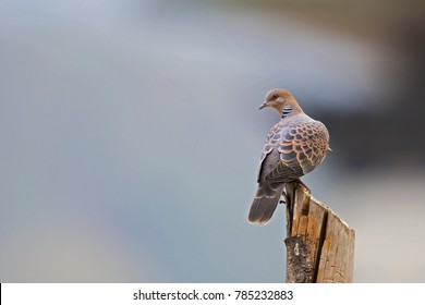 Oriental Turtle Dove