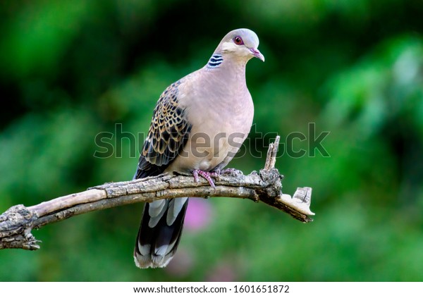 The oriental\
turtle dove or rufous turtle dove is a member of the bird family\
Columbidae. The species has a wide native distribution range from\
Europe, east across Asia to Japan.\
