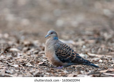 Oriental Turtle-Dove (Streptopelia orientalis orientalis) wintering in Japan. - Shutterstock ID 1630602094