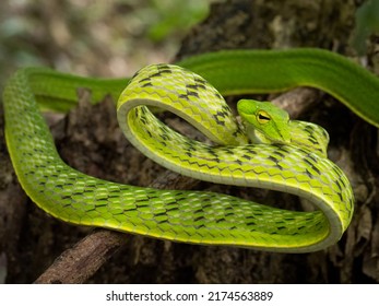 15 Malayan green whip snake Images, Stock Photos & Vectors | Shutterstock