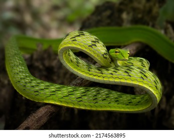 15 Malayan green whip snake Images, Stock Photos & Vectors | Shutterstock