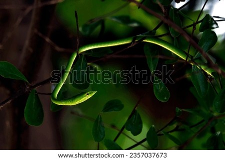 Oriental whipsnake, Asian Vine Snake (Ahaetulla prasina)green snake