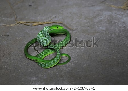 An oriental whipsnake readily attacks animals that approach its territory. This exotic reptile has the scientific name Ahaetulla prasina.