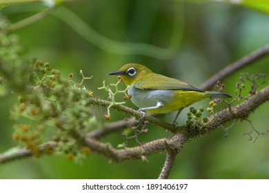 Indian Common Tailor Bird Small Yellow Stock Photo 1627568050 ...