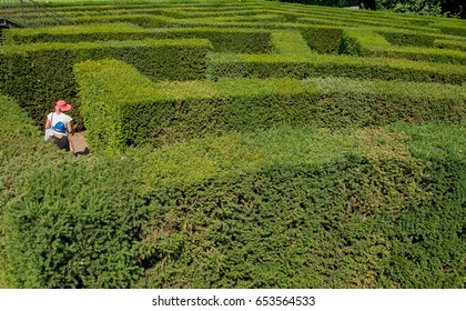 Orientation between the vegetation