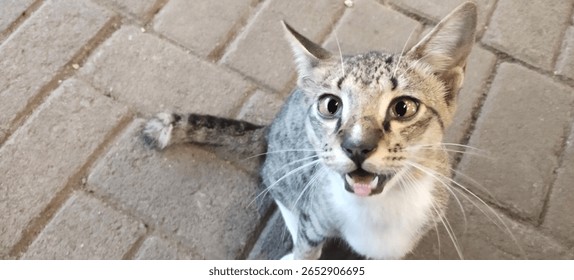 The origin of tabby cats cannot be ascertained with certainty because their existence has existed since ancient times.
