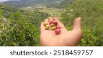 original arabica coffeea photo of native arabica from the highlands of central aceh