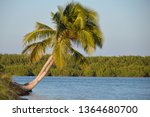original coconut trees
