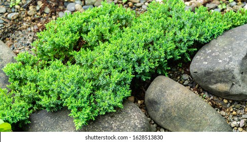 868 Creeping Juniper Images, Stock Photos & Vectors | Shutterstock