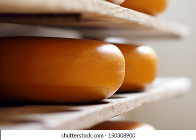 Original Dutch Gouda Cheese Wheels Ripening On Wood