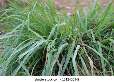 Original Indonesian Wild Lemongrass Plant