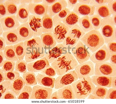 Original micro-photo of living dividing cells