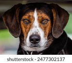 Original Mountain Cur Dog with perked floppy ears staring into the camera.