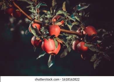Original night shot of apple-trees branch full of ripe red apples - Shutterstock ID 1618162822