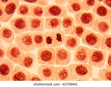 Original photo of many healthy cells (tissue)