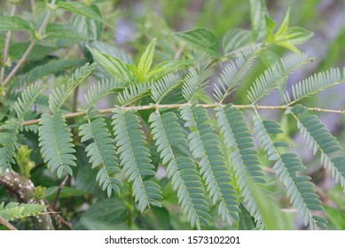 Original Photo Mimosa Pigra Stock Photo 1573102201 | Shutterstock