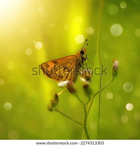Original photo without AI editing process macro animal photo background  butterfly with bokeh or blur for wallpaper or poster