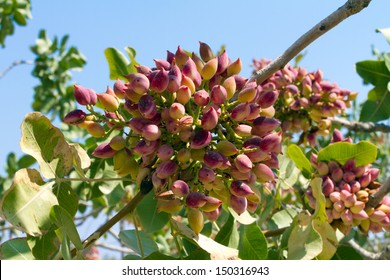 429 Pistachio Island Images, Stock Photos & Vectors | Shutterstock