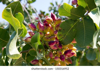 429 Pistachio Island Images, Stock Photos & Vectors | Shutterstock