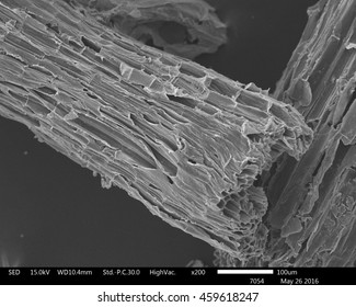 Original Scanning Electron Microscope Images Of Sugarcane Bagasse