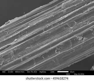 Original Scanning Electron Microscope Images Of Sugarcane Bagasse